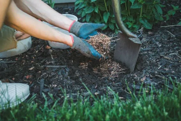 Close-up of hands adding mulch to a garden bed with gloves and a shovel.