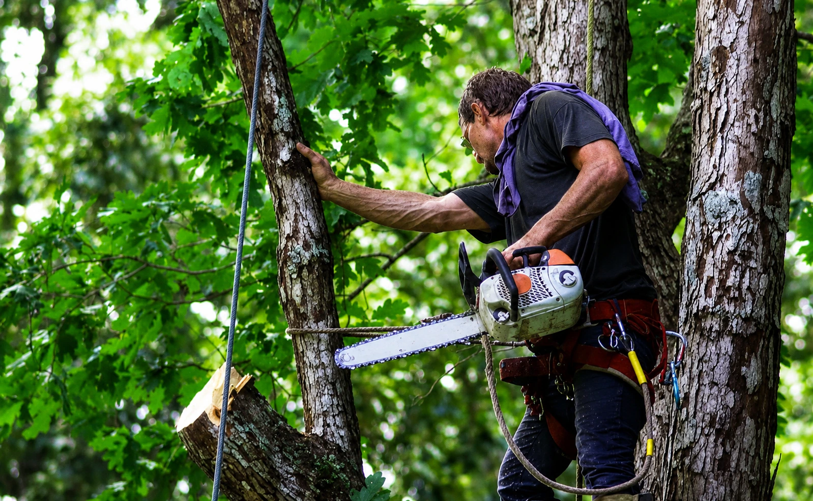 Tree care and removal services